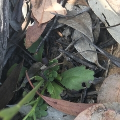 Brachyscome spathulata at Mount Clear, ACT - 10 Jan 2021