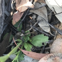 Brachyscome spathulata at Mount Clear, ACT - 10 Jan 2021 11:48 AM