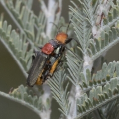 Chauliognathus tricolor (Tricolor soldier beetle) at The Pinnacle - 6 Jan 2021 by AlisonMilton