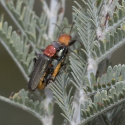 Chauliognathus tricolor (Tricolor soldier beetle) at The Pinnacle - 6 Jan 2021 by AlisonMilton