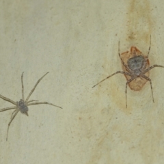 Tamopsis sp. (genus) (Two-tailed spider) at Acton, ACT - 10 Jan 2021 by TimL