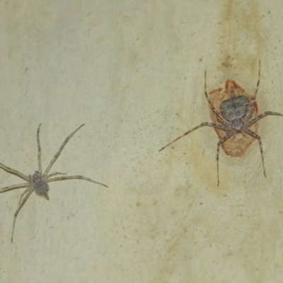 Tamopsis sp. (genus) (Two-tailed spider) at Acton, ACT - 10 Jan 2021 by TimL