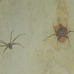 Tamopsis sp. (genus) at Acton, ACT - suppressed