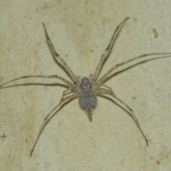 Tamopsis sp. (genus) at Acton, ACT - suppressed