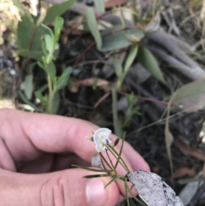 Glycine clandestina at Mount Clear, ACT - 10 Jan 2021