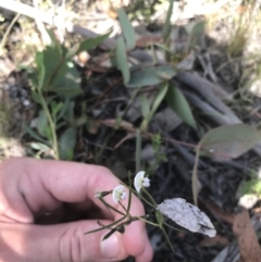 Glycine clandestina at Mount Clear, ACT - 10 Jan 2021