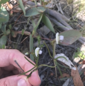 Glycine clandestina at Mount Clear, ACT - 10 Jan 2021