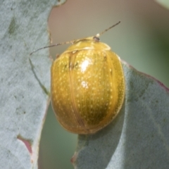 Paropsisterna cloelia (Eucalyptus variegated beetle) at Hawker, ACT - 6 Jan 2021 by AlisonMilton