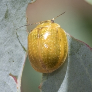 Paropsisterna cloelia at Hawker, ACT - 6 Jan 2021