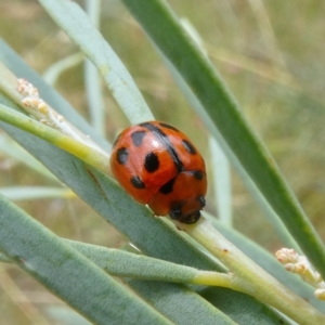 Peltoschema basicollis at Theodore, ACT - 7 Jan 2021 12:16 PM