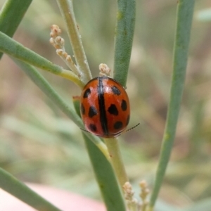 Peltoschema basicollis at Theodore, ACT - 7 Jan 2021 12:16 PM