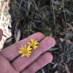 Senecio pinnatifolius var. alpinus at Mount Clear, ACT - 10 Jan 2021 by Tapirlord