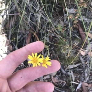 Senecio pinnatifolius var. alpinus at Mount Clear, ACT - 10 Jan 2021