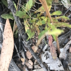 Senecio pinnatifolius var. alpinus at Mount Clear, ACT - 10 Jan 2021