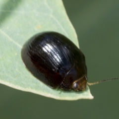 Paropsisterna sp. (genus) (A leaf beetle) at Hawker, ACT - 6 Jan 2021 by AlisonMilton