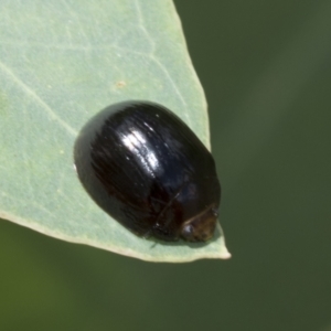 Paropsisterna sp. (genus) at Hawker, ACT - 6 Jan 2021