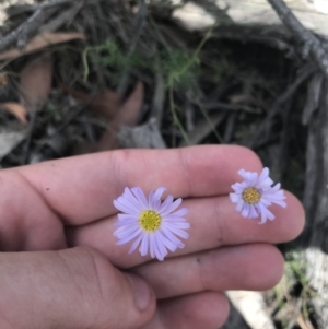 Brachyscome rigidula at Mount Clear, ACT - 10 Jan 2021