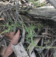 Brachyscome rigidula at Mount Clear, ACT - 10 Jan 2021 11:51 AM