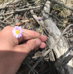 Brachyscome rigidula at Mount Clear, ACT - 10 Jan 2021