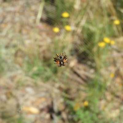 Austracantha minax (Christmas Spider, Jewel Spider) at Majura, ACT - 8 Jan 2021 by MatthewFrawley