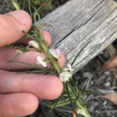 Glycine clandestina (Twining Glycine) at Mount Clear, ACT - 10 Jan 2021 by Tapirlord