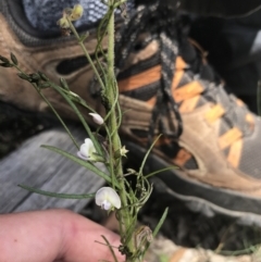 Glycine clandestina at Mount Clear, ACT - 10 Jan 2021