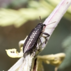 Rhinotia sp. (genus) (Unidentified Rhinotia weevil) at Hawker, ACT - 6 Jan 2021 by AlisonMilton