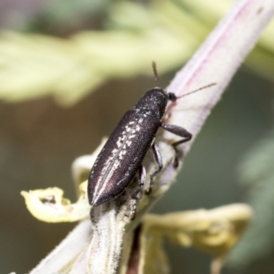 Rhinotia sp. (genus) (Unidentified Rhinotia weevil) at Hawker, ACT - 6 Jan 2021 by AlisonMilton