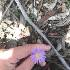 Brachyscome spathulata (Coarse Daisy, Spoon-leaved Daisy) at Mount Clear, ACT - 10 Jan 2021 by Tapirlord