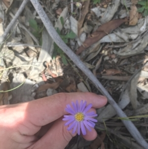 Brachyscome spathulata at Mount Clear, ACT - 10 Jan 2021