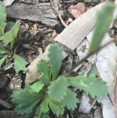 Brachyscome spathulata at Mount Clear, ACT - 10 Jan 2021 11:53 AM