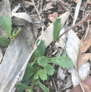 Brachyscome spathulata at Mount Clear, ACT - 10 Jan 2021
