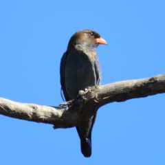 Eurystomus orientalis (Dollarbird) at Majura, ACT - 9 Jan 2021 by MatthewFrawley