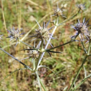 Eryngium ovinum at Majura, ACT - 9 Jan 2021