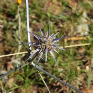 Eryngium ovinum at Majura, ACT - 9 Jan 2021