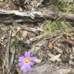 Calotis scabiosifolia var. integrifolia (Rough Burr-daisy) at Mount Clear, ACT - 10 Jan 2021 by Tapirlord