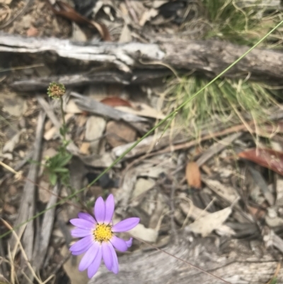 Calotis scabiosifolia var. integrifolia (Rough Burr-daisy) at Mount Clear, ACT - 10 Jan 2021 by Tapirlord