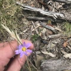 Calotis scabiosifolia var. integrifolia at Mount Clear, ACT - 10 Jan 2021