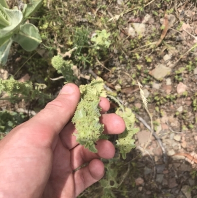 Marrubium vulgare (Horehound) at Mount Clear, ACT - 10 Jan 2021 by Tapirlord