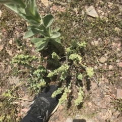 Marrubium vulgare at Mount Clear, ACT - 10 Jan 2021