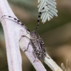 Ancita marginicollis at Weetangera, ACT - 6 Jan 2021