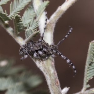 Ancita marginicollis at Weetangera, ACT - 6 Jan 2021 02:10 PM