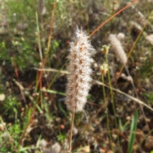 Trifolium angustifolium at Majura, ACT - 9 Jan 2021