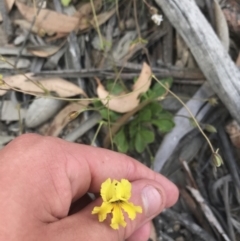 Goodenia paradoxa (Spur Goodenia) at Mount Clear, ACT - 10 Jan 2021 by Tapirlord