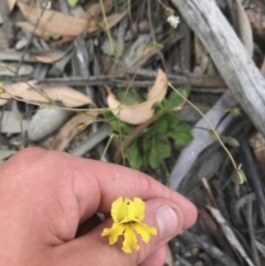 Velleia paradoxa (Spur Velleia) at Namadgi National Park - 10 Jan 2021 by Tapirlord