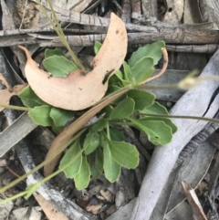 Goodenia paradoxa at Mount Clear, ACT - 10 Jan 2021