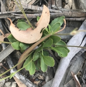 Goodenia paradoxa at Mount Clear, ACT - 10 Jan 2021