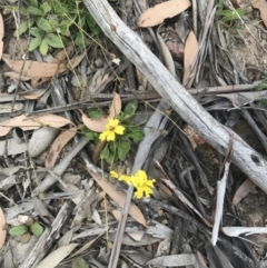 Goodenia paradoxa at Mount Clear, ACT - 10 Jan 2021