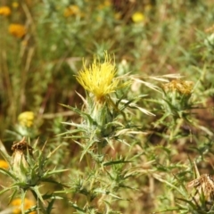 Carthamus lanatus (Saffron Thistle) at Majura, ACT - 8 Jan 2021 by MatthewFrawley