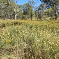 Chrysocephalum semipapposum (Clustered Everlasting) at Mount Ainslie - 8 Jan 2021 by MatthewFrawley